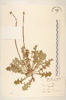 藏品(西洋蒲公英)的圖片