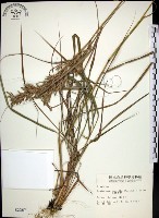 藏品(扭鞘香茅)的圖片