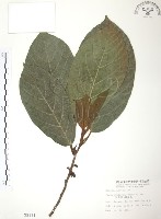 藏品(豬母乳、水同木)的圖片