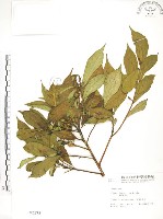 藏品(天仙果、臺灣榕)的圖片