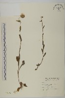 藏品(毛將軍)的圖片