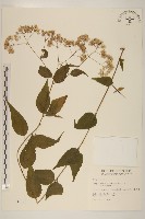 藏品(田代氏澤蘭)的圖片