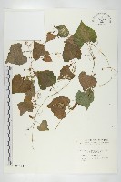 藏品(黑果馬交兒)的圖片