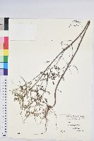 藏品(擬葉下珠、細葉油柑)的圖片