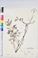 藏品(擬葉下珠、細葉油柑)的圖片