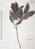 藏品(九節木、牛屎烏、青龍吐霧)的圖片