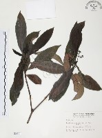 藏品(九節木、牛屎烏、青龍吐霧)的圖片