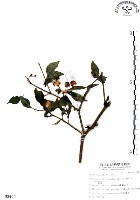 藏品(龍珠)的圖片