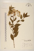 藏品(小舌菊、蔓綿菜)的圖片