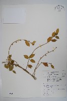 藏品(武靴藤)的圖片