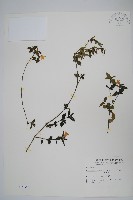 藏品(蘆利草)的圖片