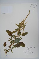 藏品(刺莧)的圖片