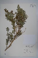 藏品(姬黃楊)的圖片