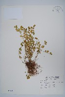 藏品(澎湖爵床)的圖片