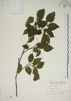 藏品(小桑樹)的圖片