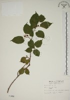 藏品(小桑樹)的圖片