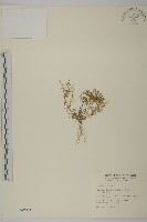 藏品(瓜槌草、漆姑草)的圖片