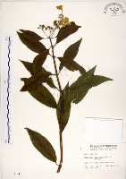 藏品(華八仙)的圖片