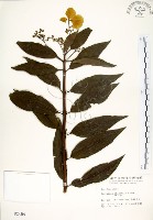 藏品(華八仙)的圖片