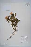 藏品(長春花)的圖片