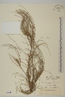 藏品(木麻黃)的圖片