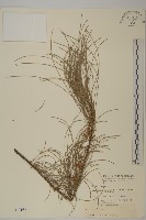 藏品(木麻黃)的圖片