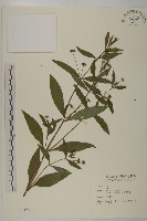 藏品(鱧腸)的圖片