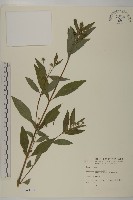 藏品(鱧腸)的圖片