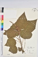 藏品(野桐)的圖片