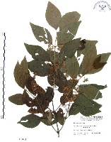 藏品(杜虹花，台灣紫珠)的圖片