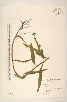 藏品(黃菀)的圖片