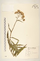 藏品(黃菀)的圖片