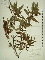 藏品(密花苧麻、木苧麻)的圖片