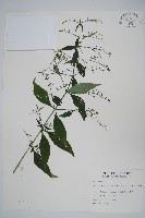 藏品(穿心蓮)的圖片