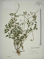 藏品(水芹菜)的圖片