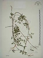 藏品(水芹菜)的圖片