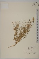 藏品(大爪草)的圖片