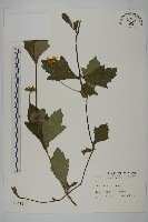 藏品(南美蟛蜞菊、三裂葉蟛蜞菊)的圖片