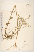 藏品(一枝香)的圖片