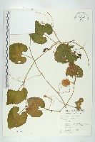 藏品(青牛膽)的圖片