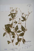 藏品(日本牛膝)的圖片