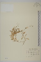 藏品(高山卷耳)的圖片