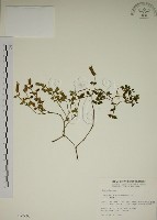 藏品(爵床)的圖片