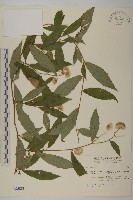 藏品(大頭艾納香)的圖片