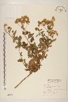 藏品(臺灣澤蘭)的圖片