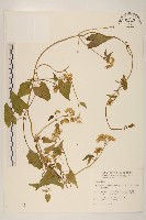 藏品(蔓澤蘭)的圖片