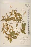 藏品(蔓澤蘭)的圖片