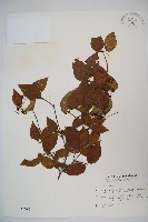 藏品(狹葉莢迷)的圖片