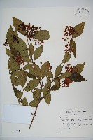 藏品(狹葉莢迷)的圖片