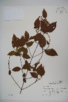 藏品(狹葉莢迷)的圖片